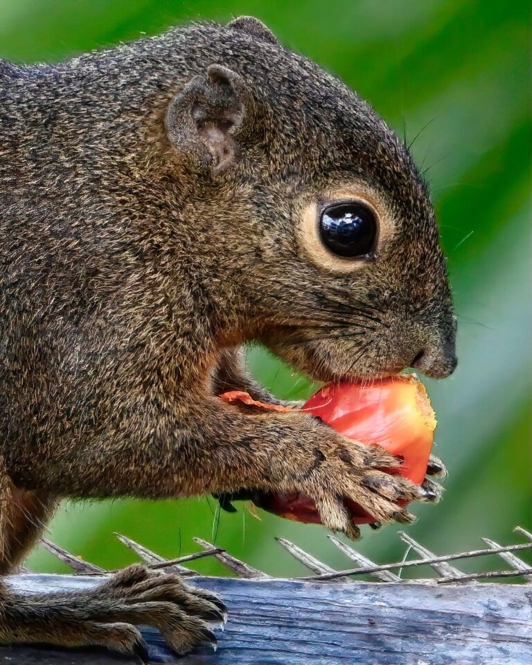 Have you ever noticed how Plantain Squirrels have really long noses?, image 1