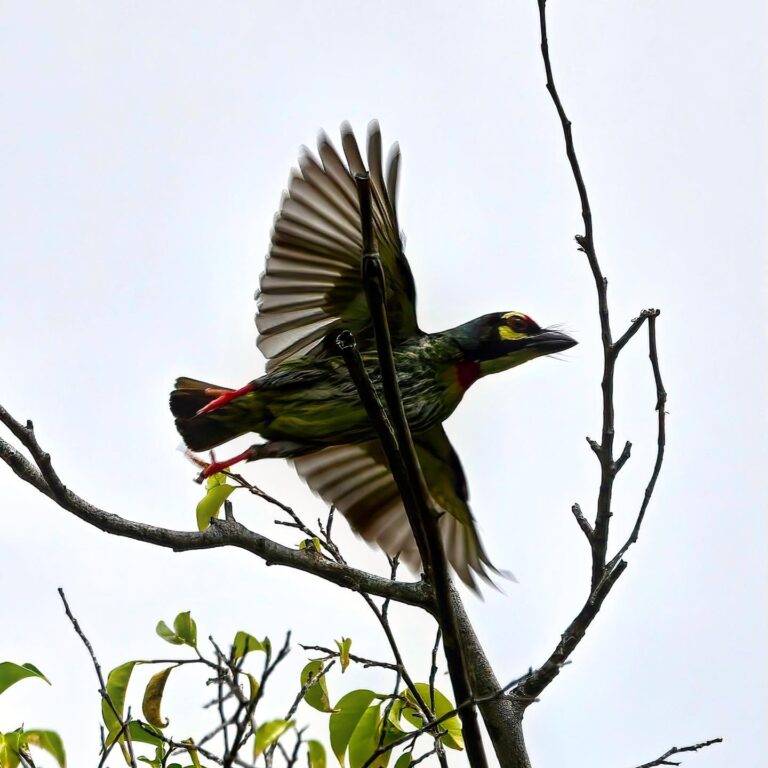Attempts at in-flight pictures of the Coppersmith Barbet. I need to improve that, image 1