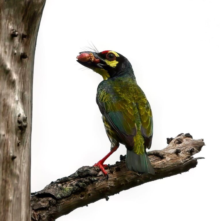 Coppersmith Barbet feeding the kid(s), image 1