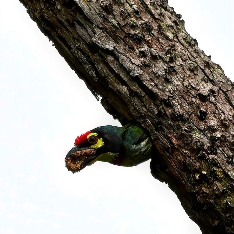 Coppersmith Barbet cleaning the nest, image 1