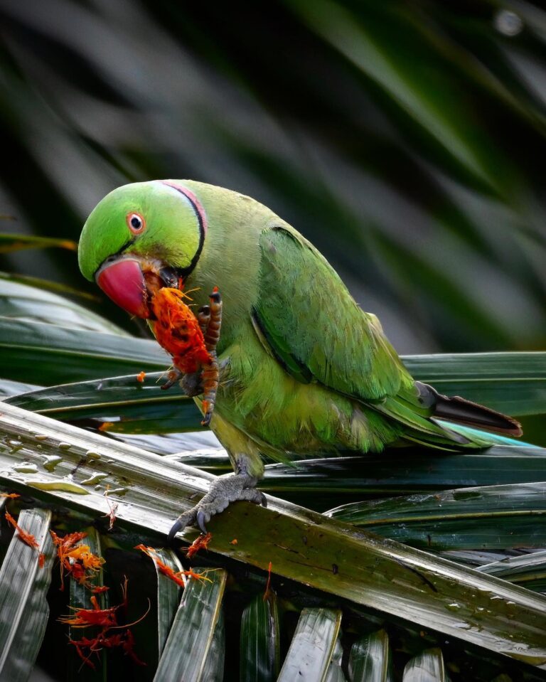 No time to go birding these days, but luckily birds are still coming to me!, image 1