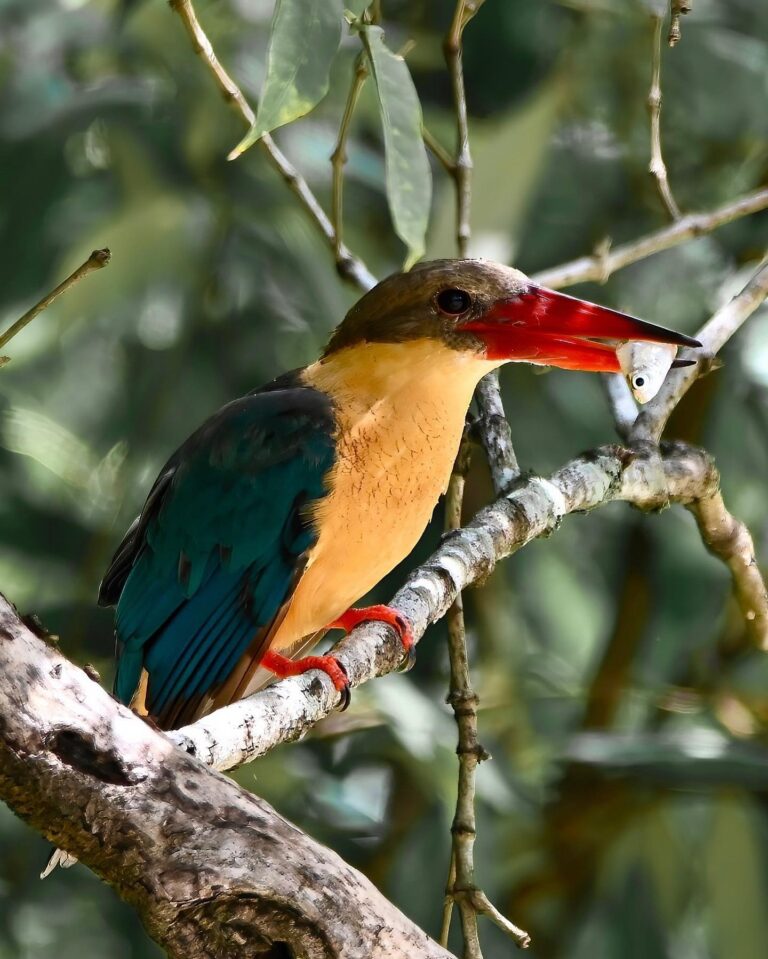 Stork-billed Kingfisher after the dive. The fish is not well positioned. Let’s toss it so that it can…, image 1