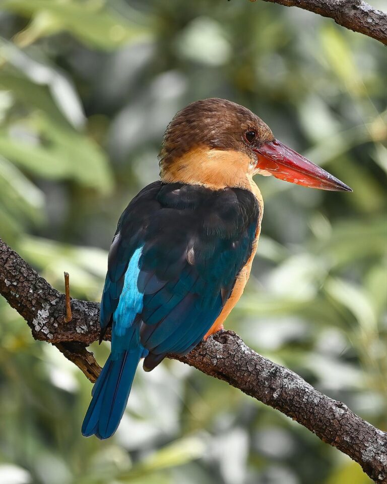 Stork-billed Kingfisher, image 1