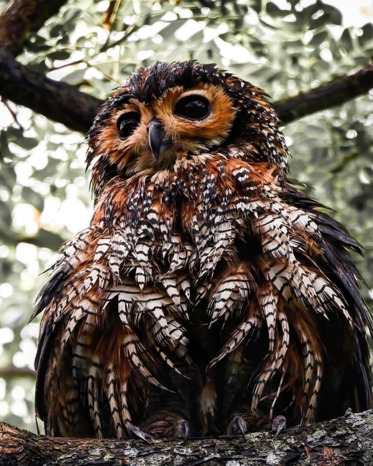 Spotted Wood Owl, completely wet after the storm, image 1