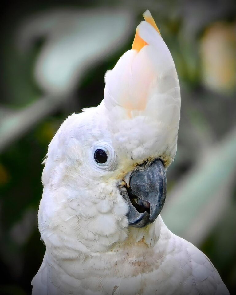 Cockatoos, image 1