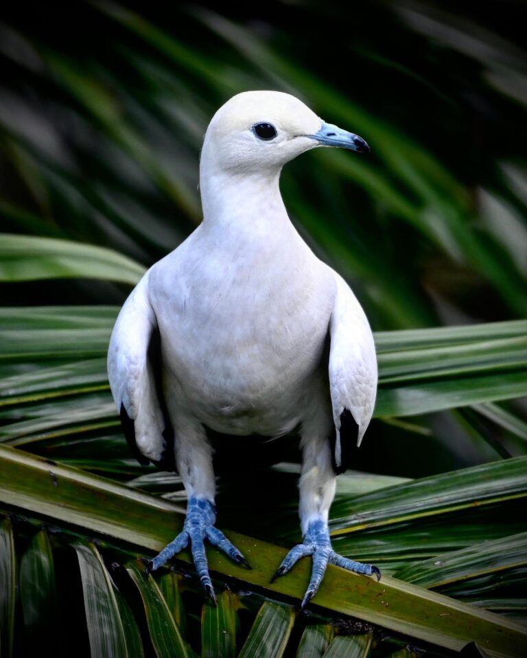 Imperial pied pigeon laughing at me!, image 1