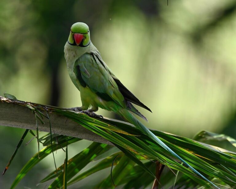 No time to go birding these days, but luckily birds are still coming to me!, image 1