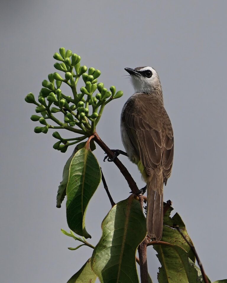 Proud Yellow-vented Bulbul father (pic 1) and his two little babies (pic 2). Unfortunately the story did…, image 1