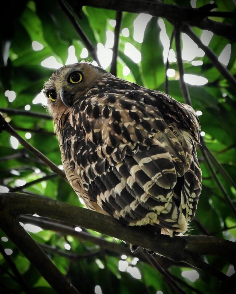 Huggable ball of feathers, Mommy Buffy Fish Owl