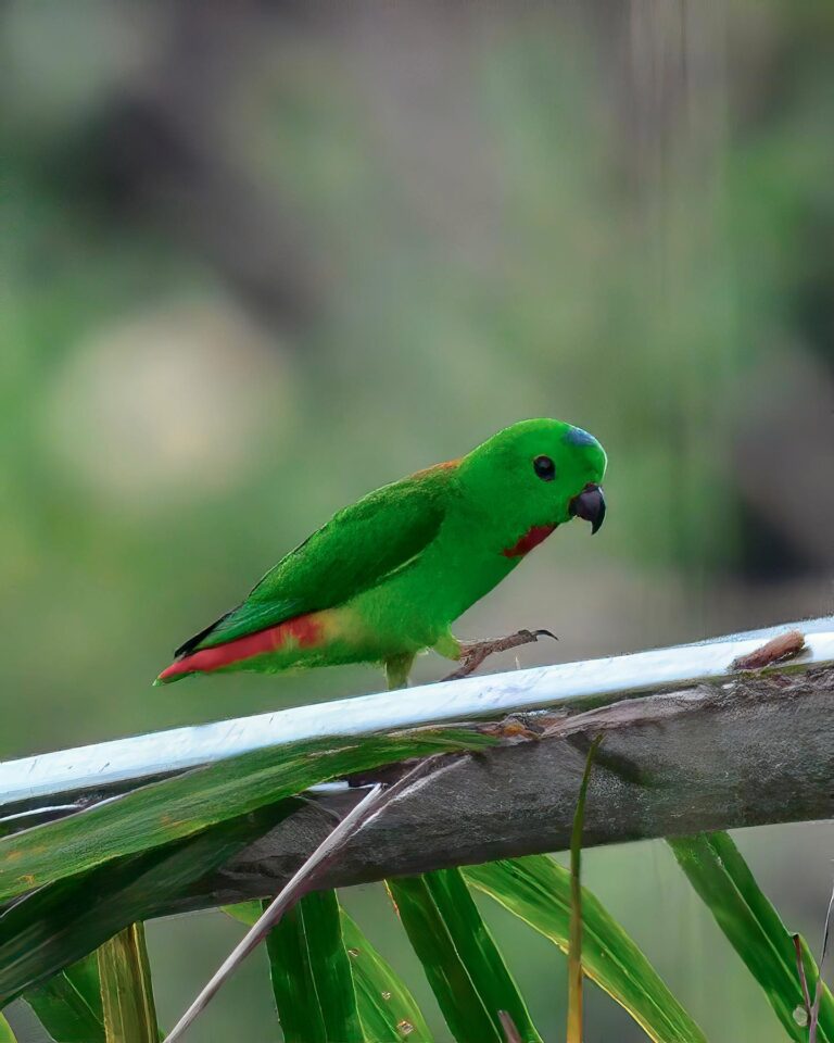 And these adorable creatures: Blue-Crowned Hanging Parrots, so cute, so bright, so fast, image 1