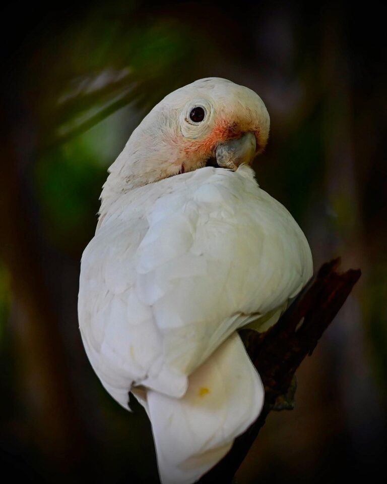 Corella