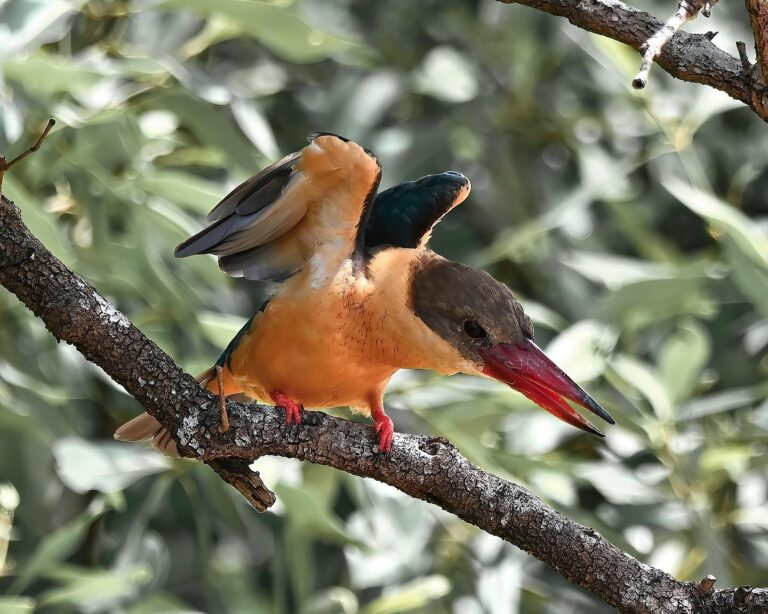 Stork-billed Kingfisher ready to dive (unfortunately I missed the dive), image 1