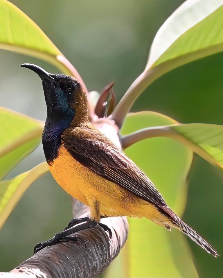Daddy Olive-backed Sunbird guarding the nest before bringing back a delicious caterpillar to the kids, image 1