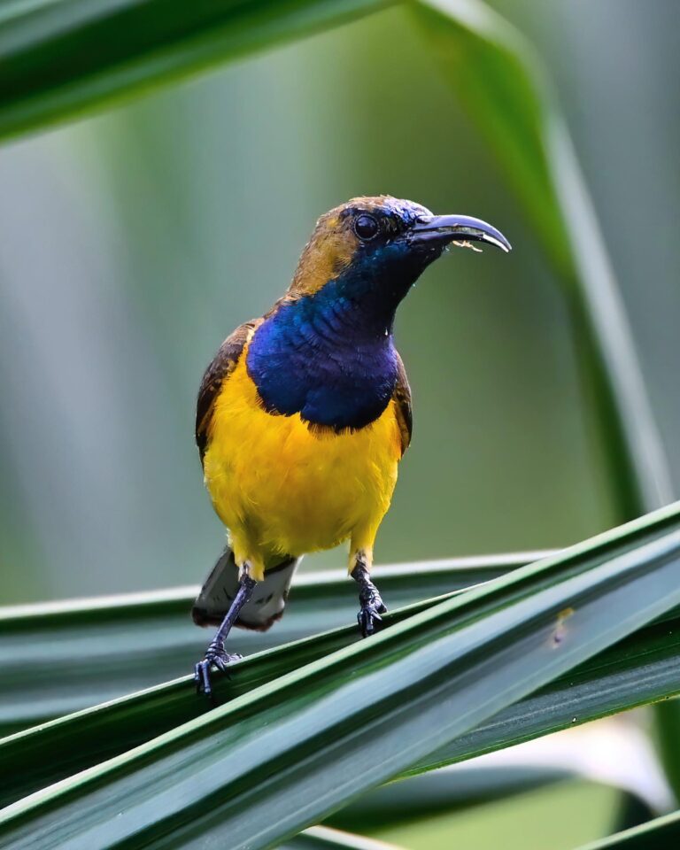 Good to be back home! Olive-backed Sunbird
