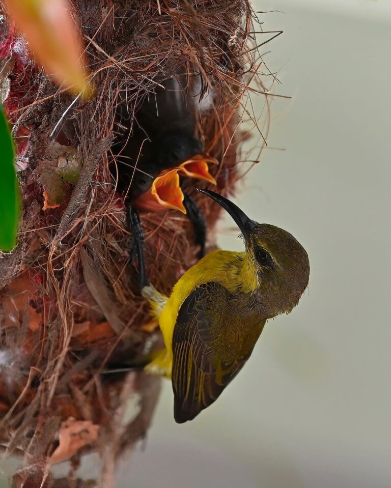 Mommy feeding the Baby Olive-backed Sunbirds, image 1