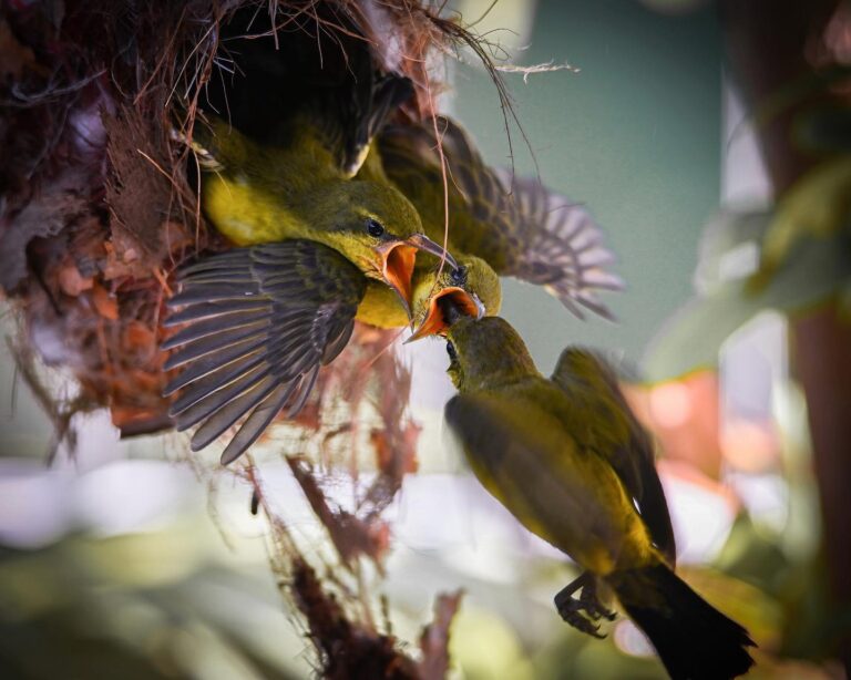 Another series of Mommy feeding the Baby Olive-backed Sunbirds, image 1