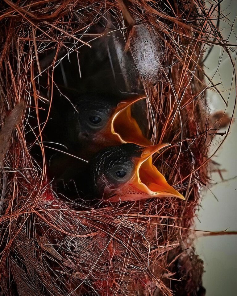 Baby Olive-backed Sunbirds