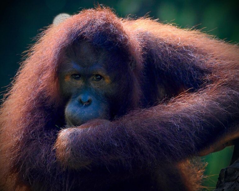 Not completely wild and, but not so far and so “Human”!, image 1