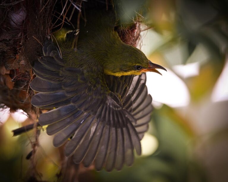 Crew ready for take-off Baby Olive-backed Sunbird about to fledge