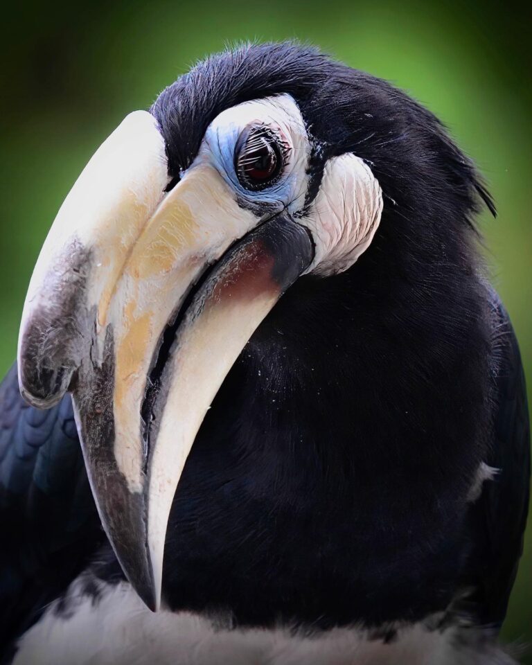 My dear Oriental Pied Hornbill. Nothing really new from this quarantine, so a repost from exactly one year…