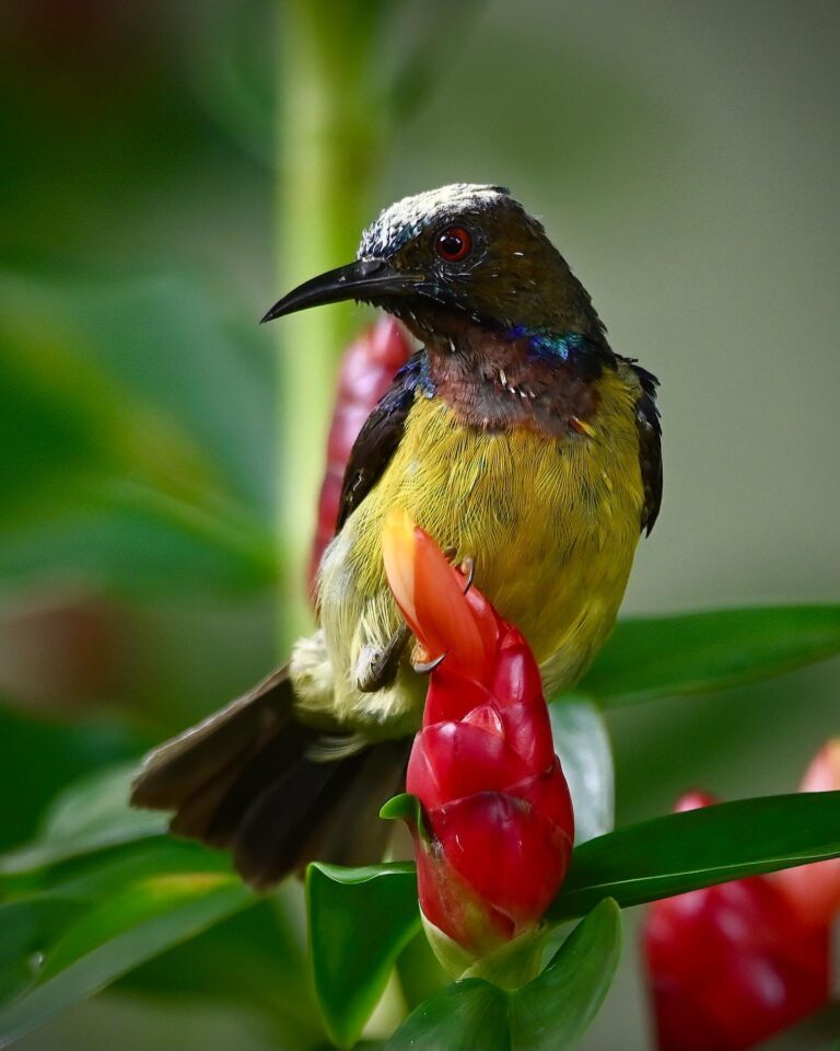 Brown-Throated Sunbird. He has some sort of white powder on the head. Not sure if he has been scrubbing…, image 1