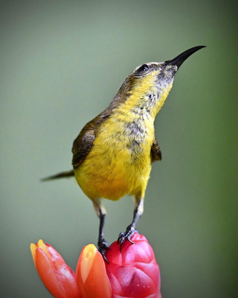 Flower-dancing female Olive-backed Sunbird