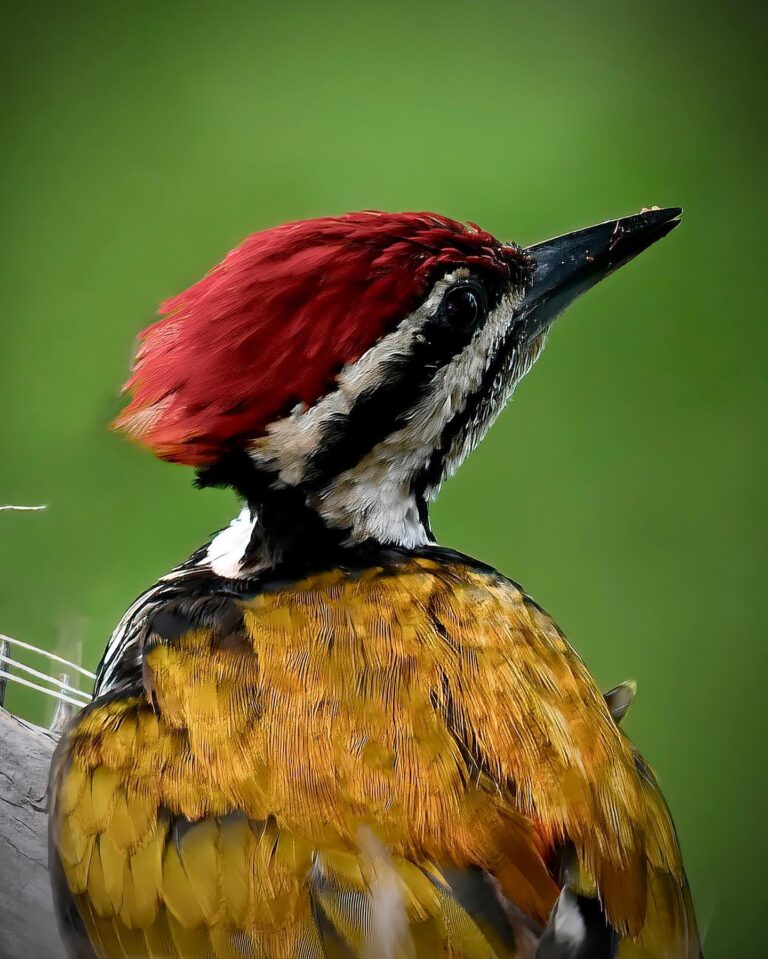 Male Flameback Woodpecker, image 1