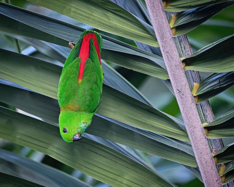 why do they call us Blue-Crowned Hanging Parrots again?, image 1