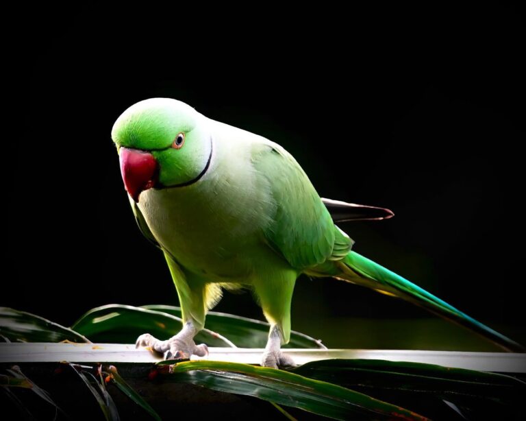 Looks like it is Parrots’ season again! Rose-ringed Parakeet, image 1