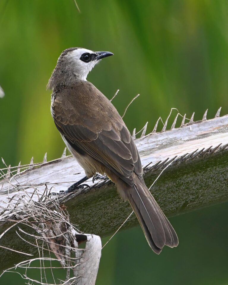 Yellow-vented Bulbul, image 1