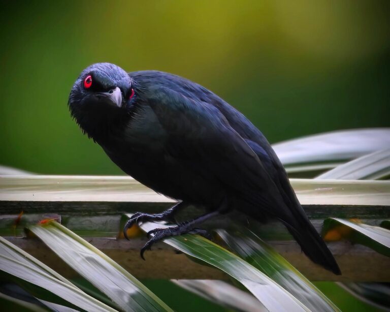 Am I the only one to believe there is something devilish about the Asian Glossy Starlings
