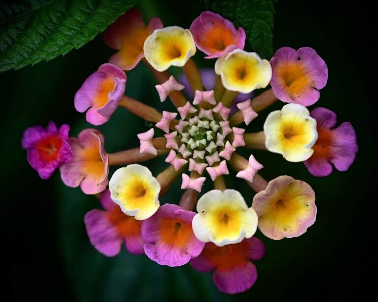 A little change once in a while, to wish everybody a colorful, sparkling, fireworking and blooming 2022!…