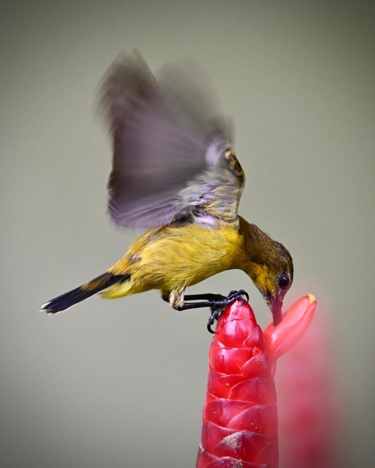 Female Olive-backed Sunbird