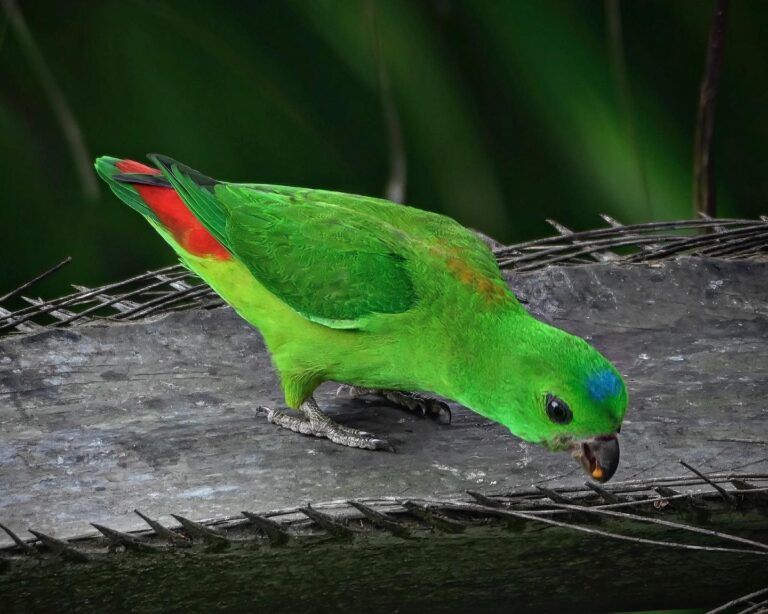 One of my all-time favourites: Blue-Crowned Hanging Parrots, so cute, so bright, so fast