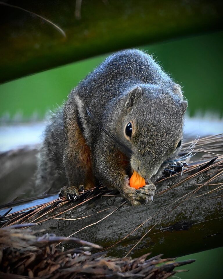 Squirrels’ Chinese New Year Feast! 新年快乐！, image 1