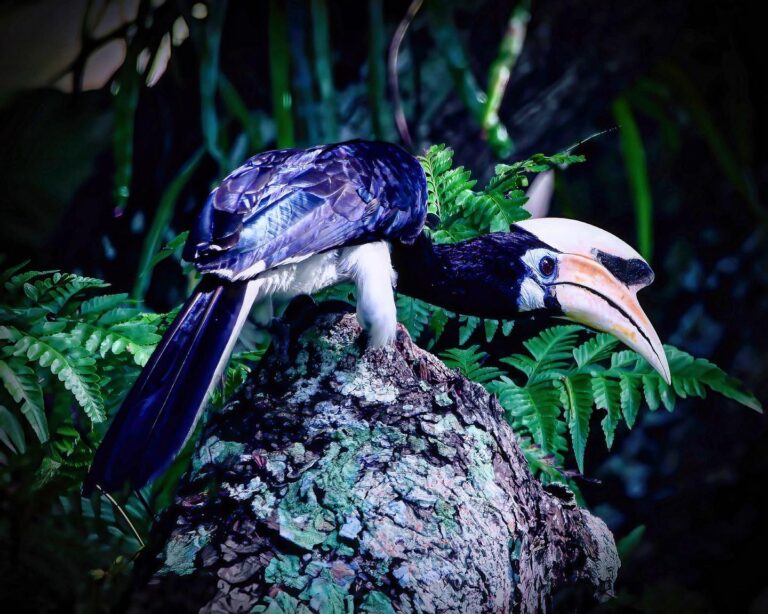 Oriental-pied Hornbill. He was obviously lurking, waiting for the baby Parakeet siblings from the…