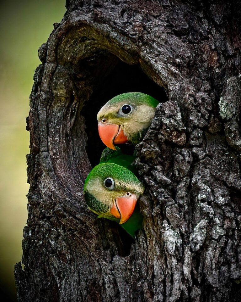 Baby Red-Breasted Parakeet siblings