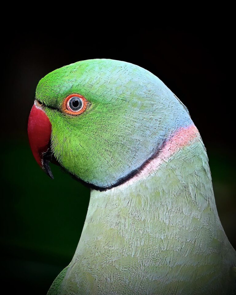 Rose-ringed Parakeet