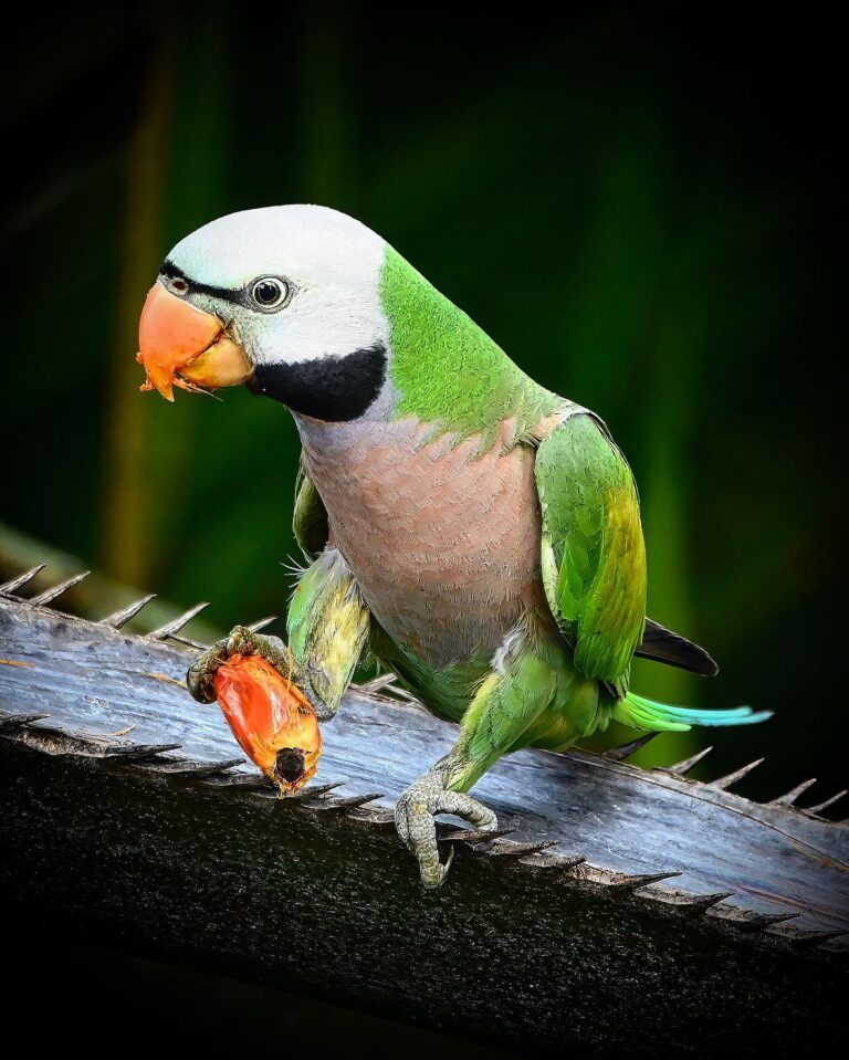 Someone looks very happy! Bon appétit!