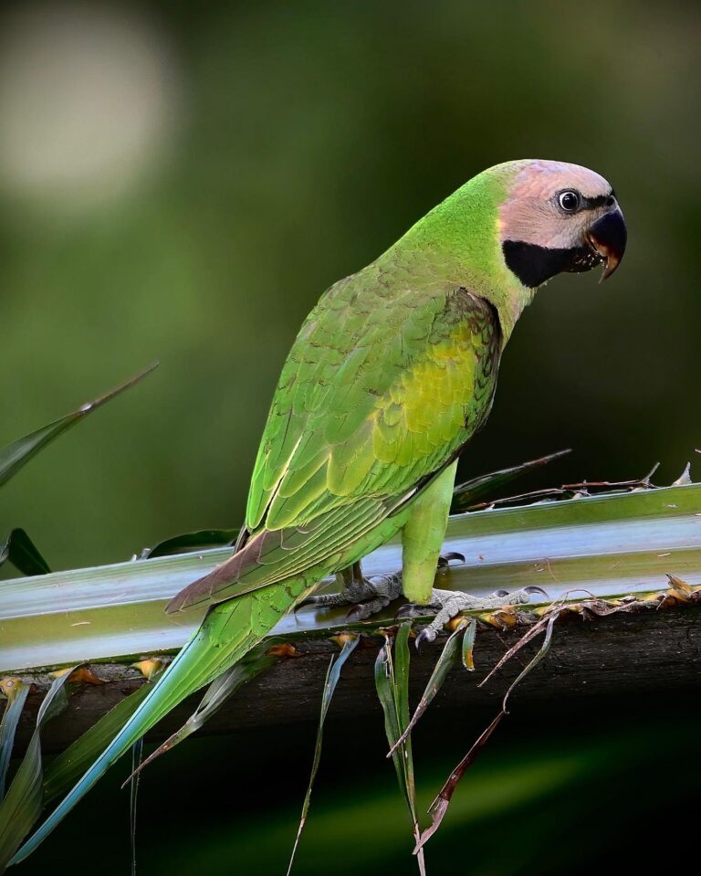 Female Red-Breasted Parakeet