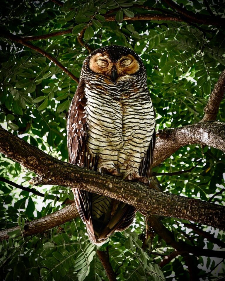 I would like to spend my Sunday like this Spotted Wood Owl, almost