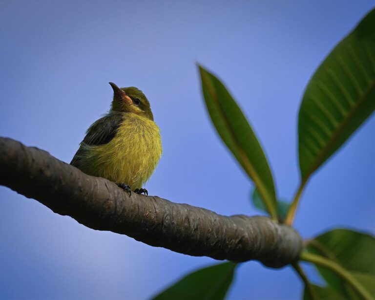 Baby Olive-backed Sunbird a few seconds after fledging