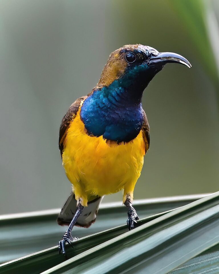 Male Olive-backed Sunbird in blue and yellow