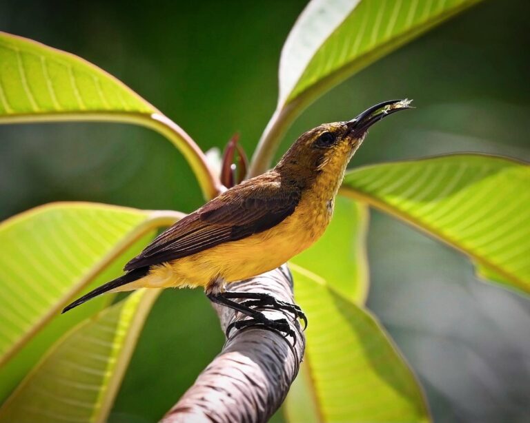 Mommy Olive-backed Sunbird ready to feed the babies…