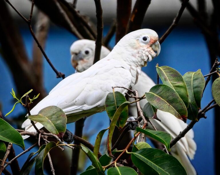 Couple of Tanimbar Corella