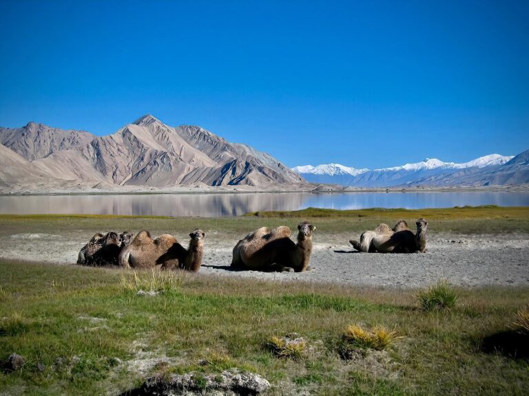 Bactrian camels resting near Karakul lake, in Xinjiang, close to where China meets Tajikistan, Afghanistan,…