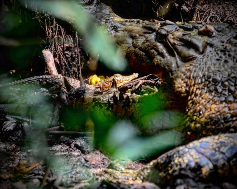 Can you spot the mom in the picture? Baby Saltwater Crocodile fresh from the egg!