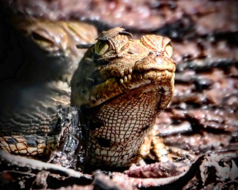 A little bit more of Baby Saltwater Crocodiles! Look well, they are not always easy to spot. How many do…, image 1