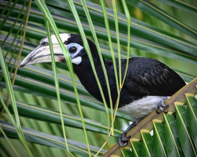 Oriental Pied Hornbill kid welcoming me back after almost a month of absence!, image 1