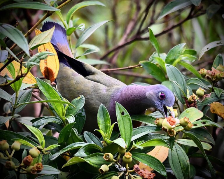 Male Pink-necked Green Pigeons
